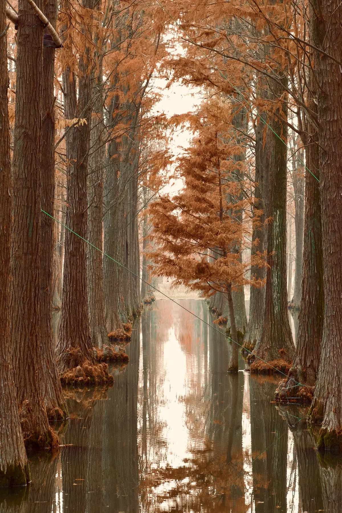 Photography by Forrest Chai - DSC08514