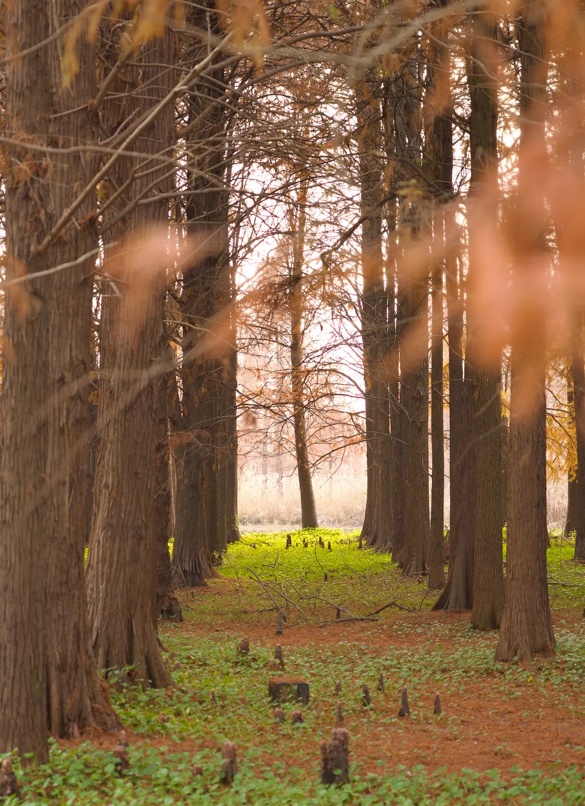Photography by Forrest Chai - DSC08574