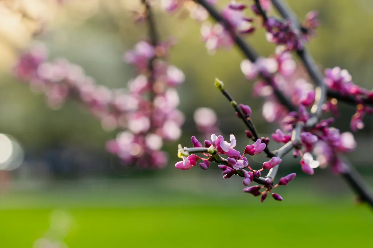 Photography by Forrest Chai - DSC08733 2